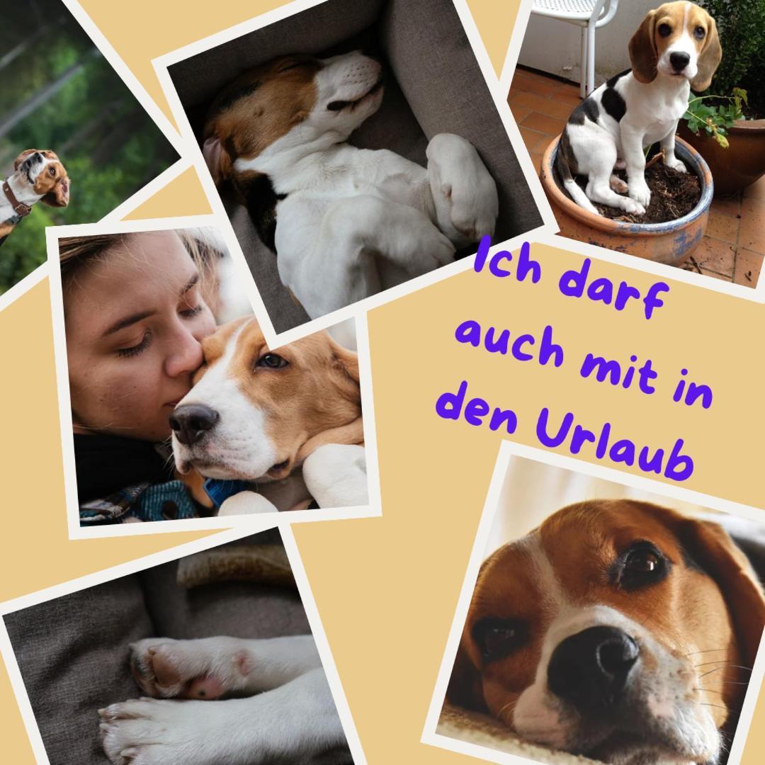 Sehr Beliebt! Ferienhaus Zur Donau Herbertingen Ngoại thất bức ảnh